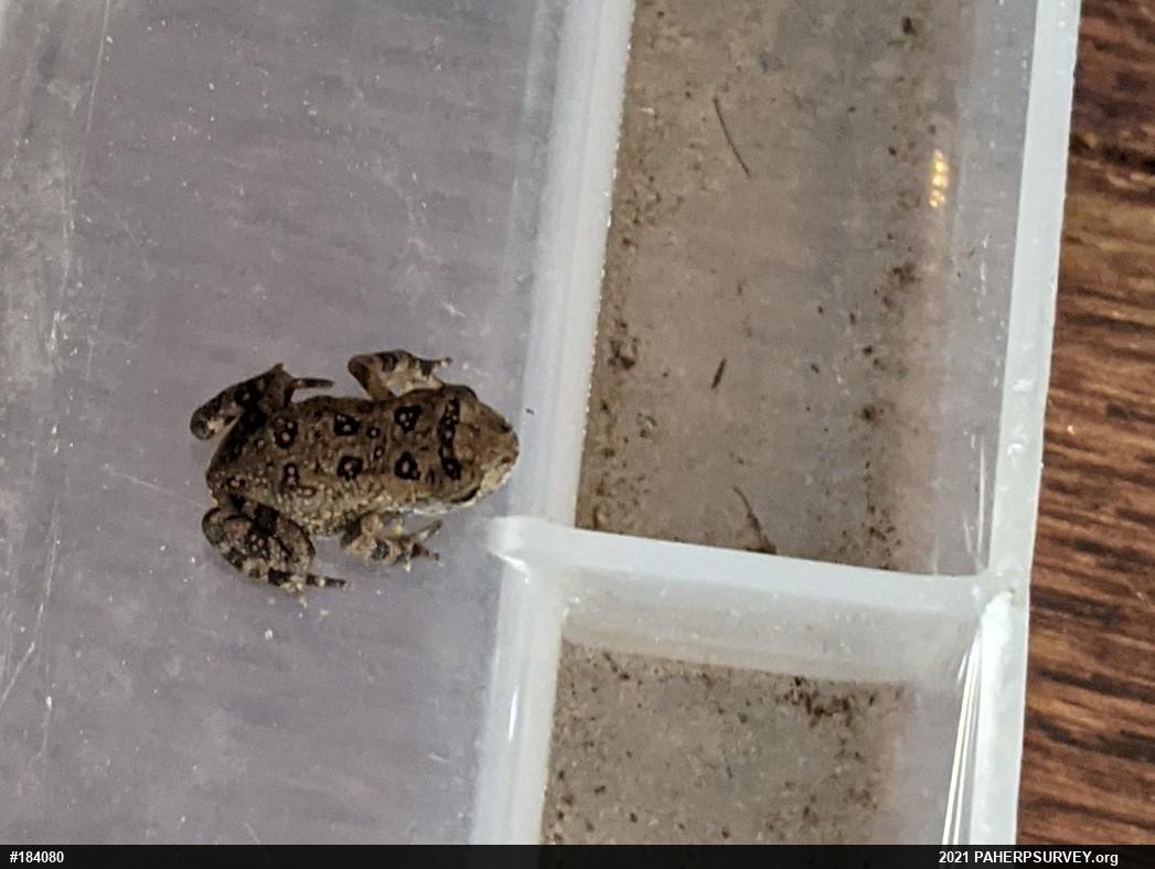 Fowler's Toad