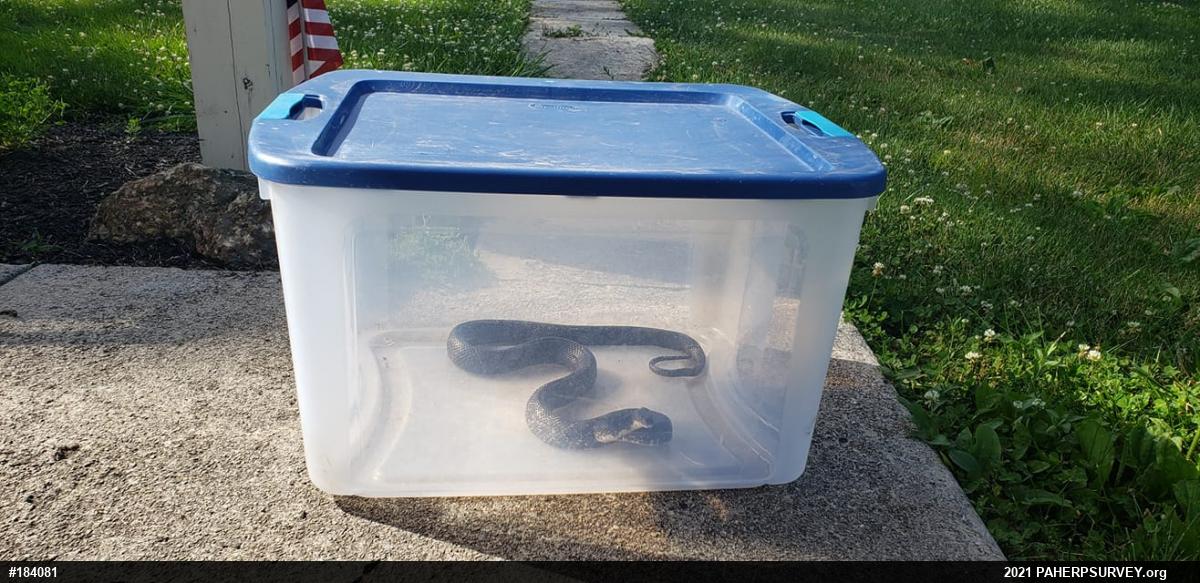 Eastern Ratsnake