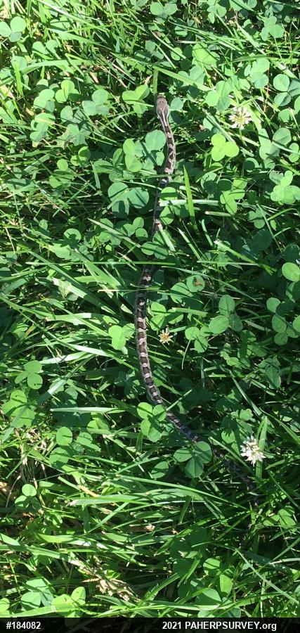 Eastern Ratsnake