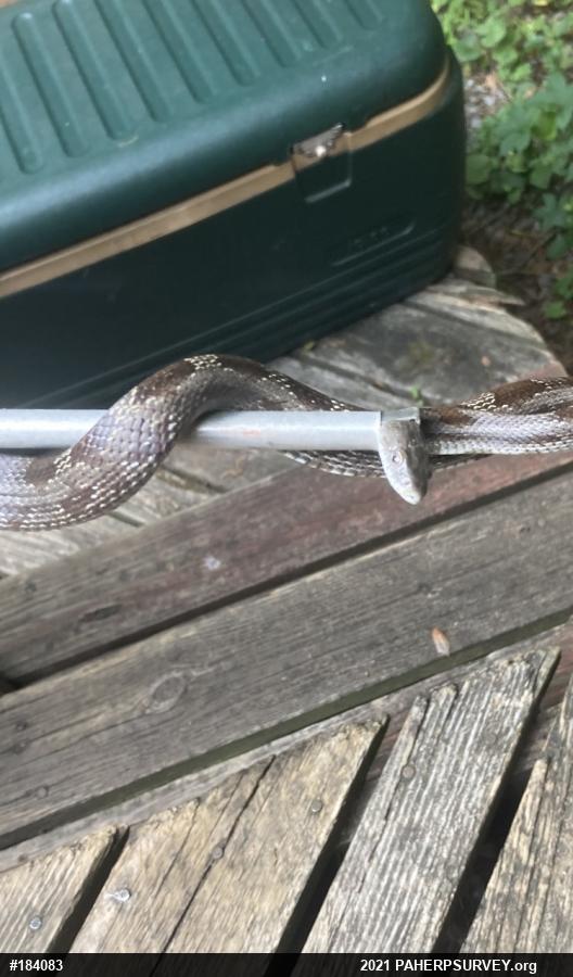 Eastern Ratsnake