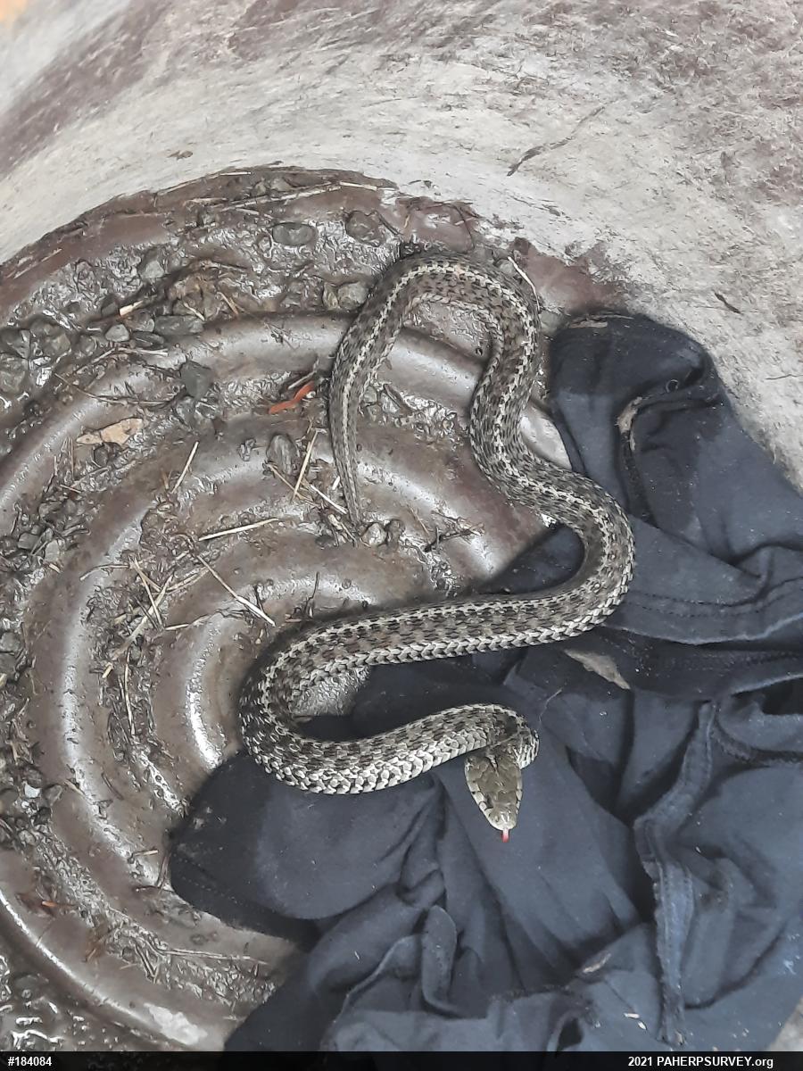 Eastern Gartersnake