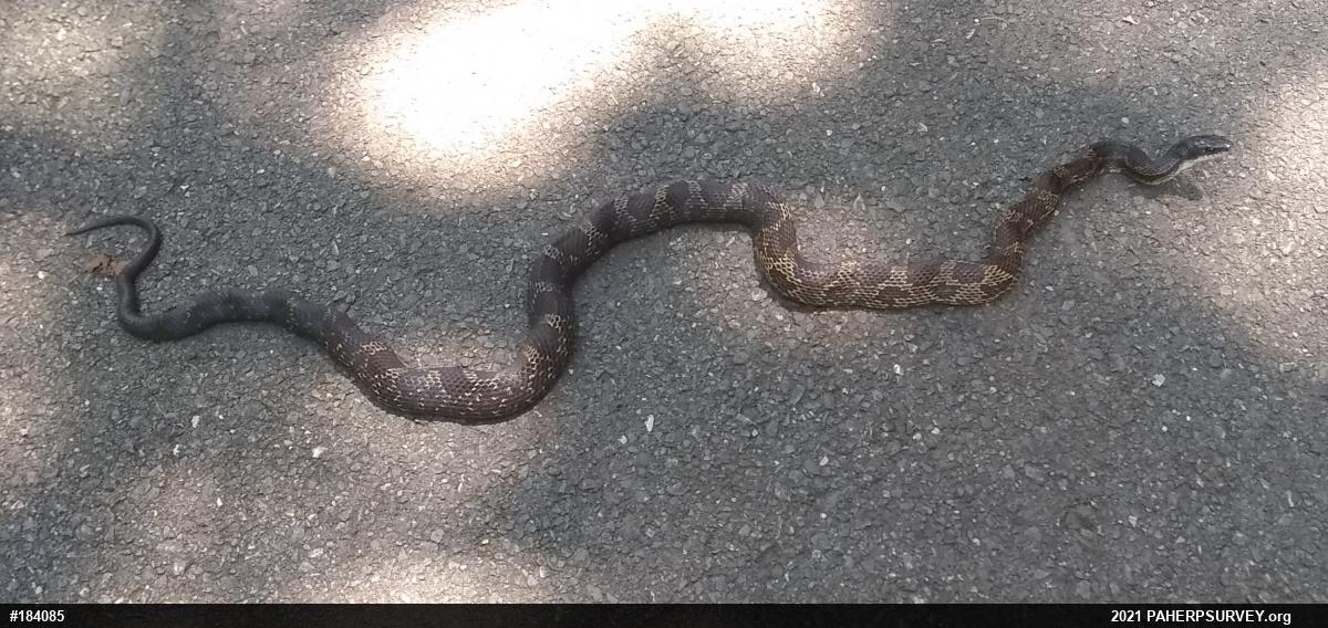 Eastern Ratsnake