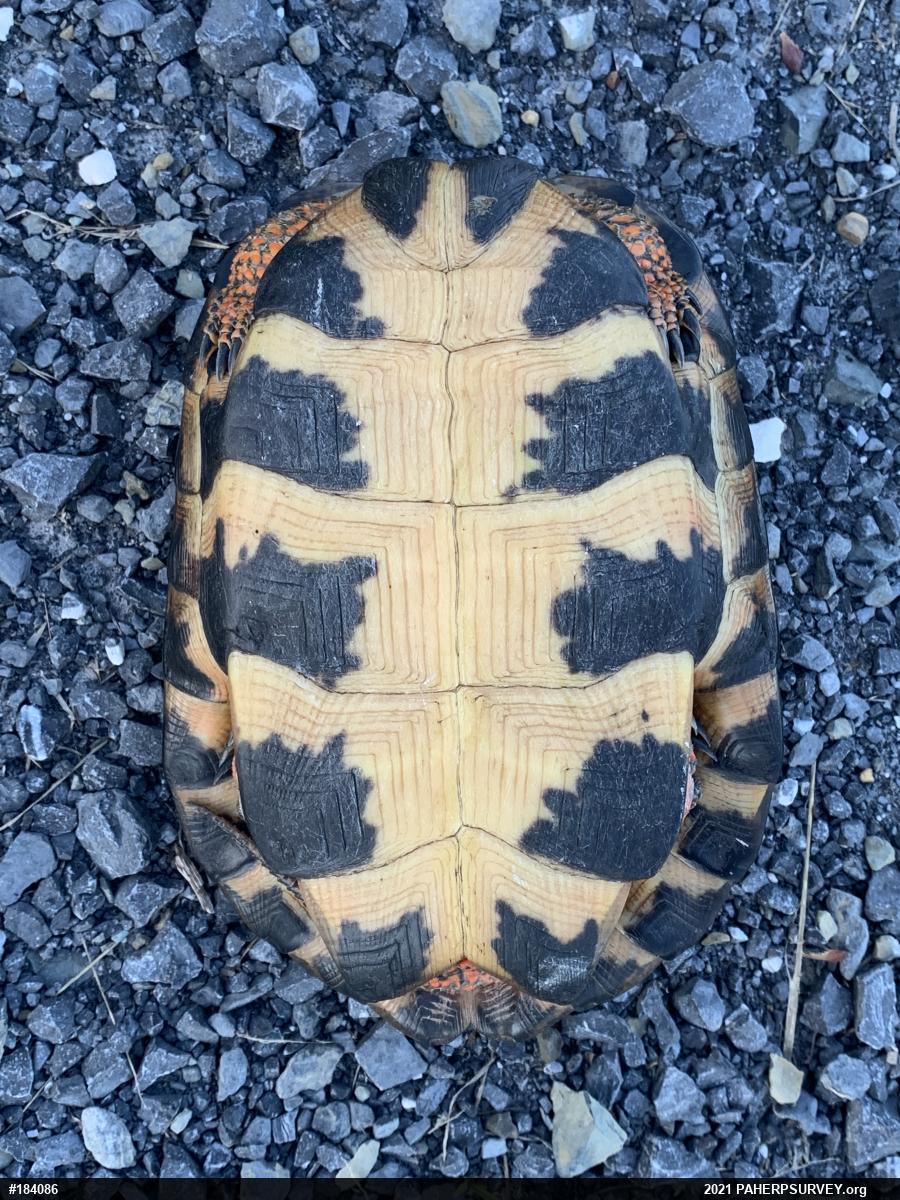 Wood Turtle