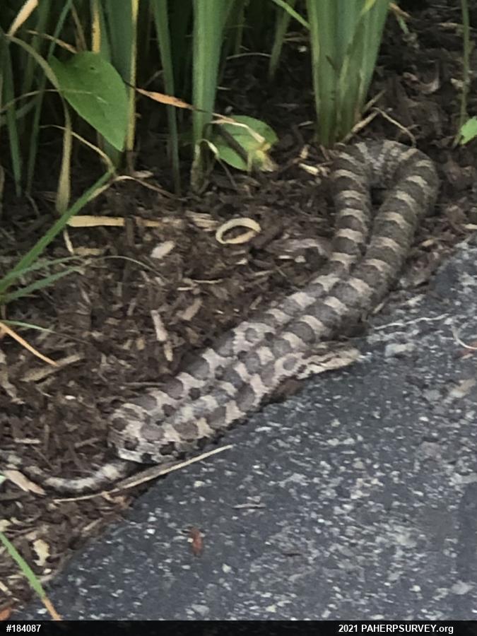 Eastern Milksnake