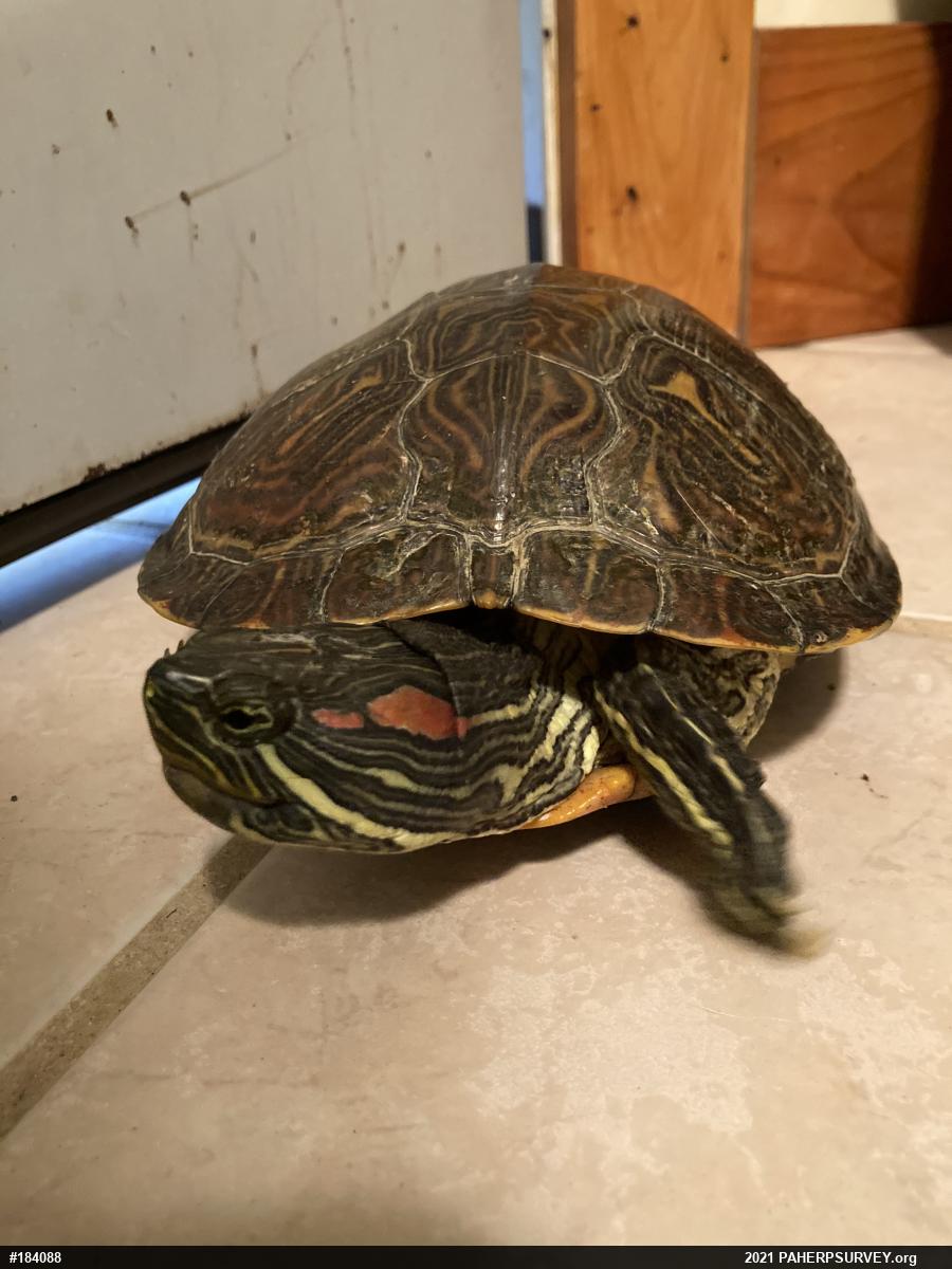 Red-eared Slider