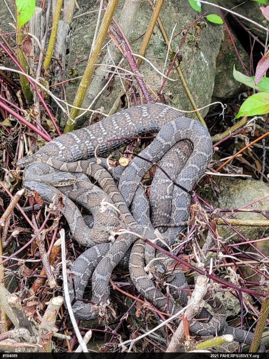 Northern Watersnake