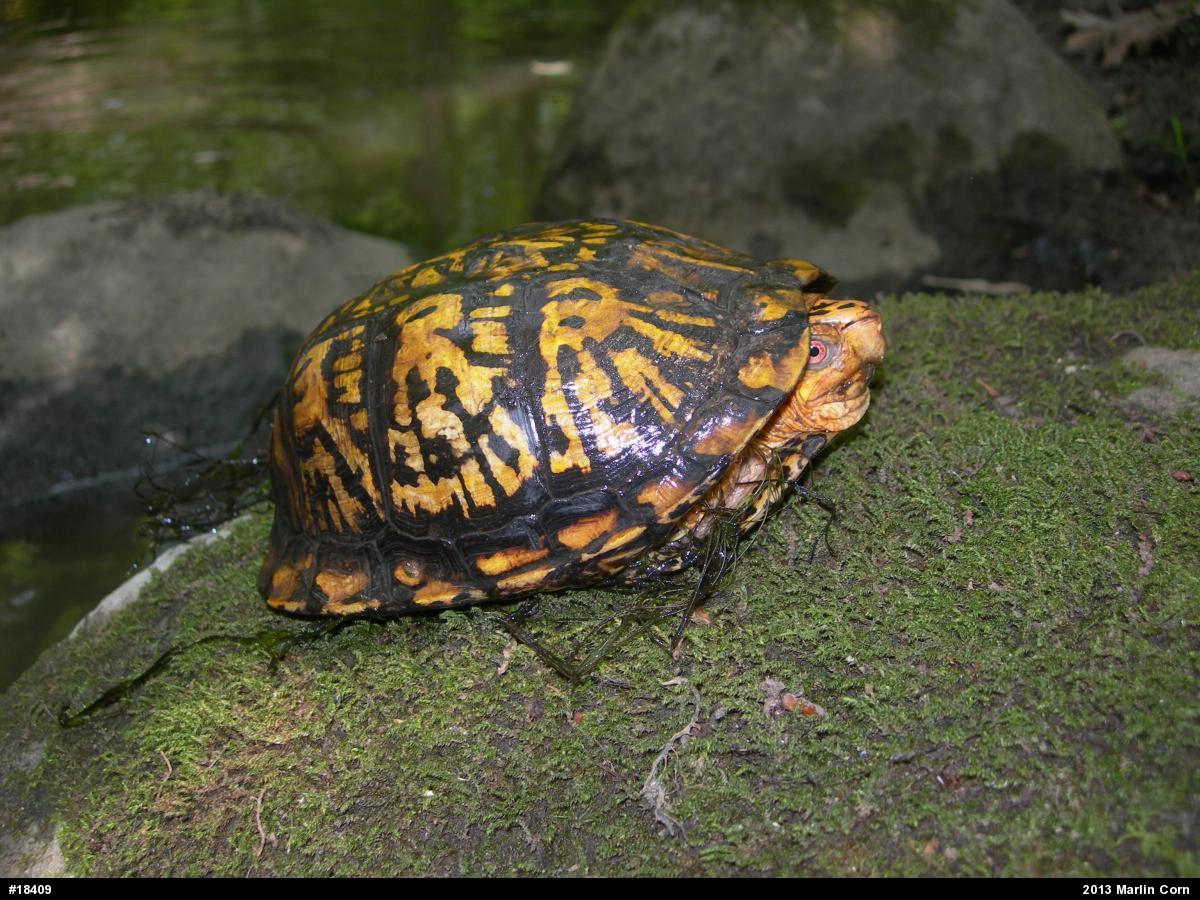 Eastern Box Turtle
