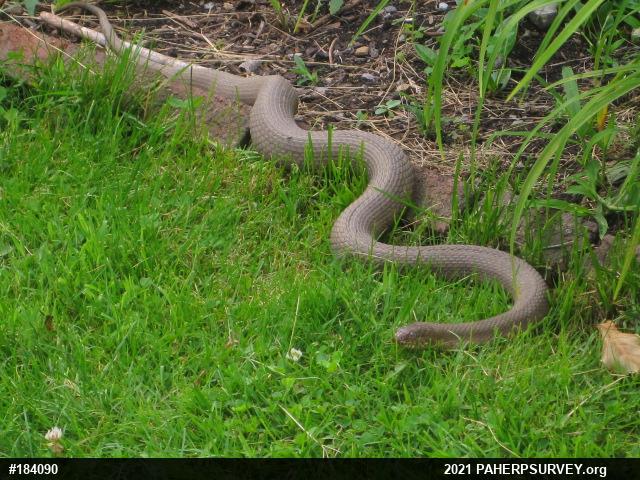 Northern Watersnake