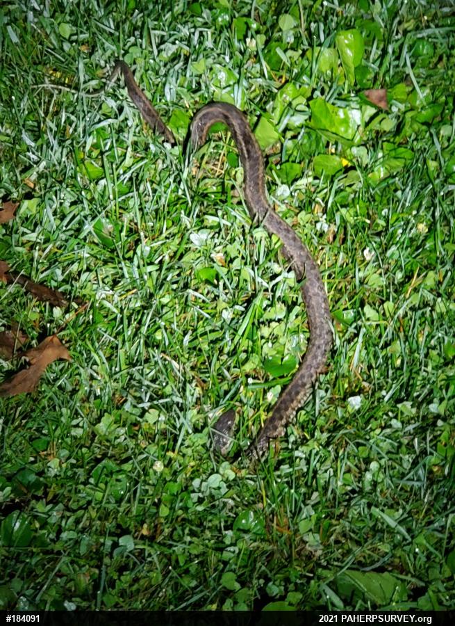 Eastern Gartersnake