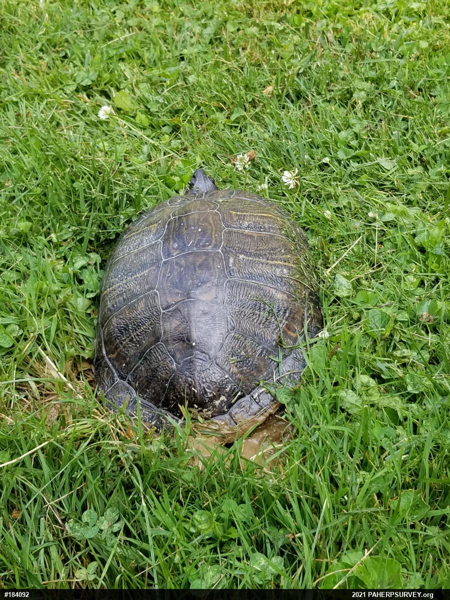 Red-eared Slider
