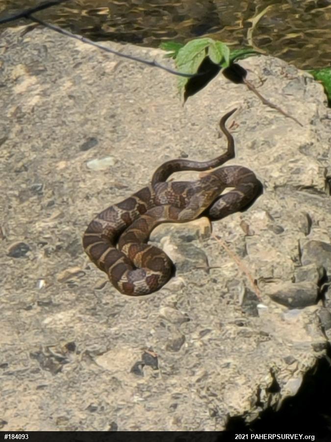 Northern Watersnake