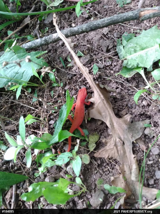 Red-spotted Newt