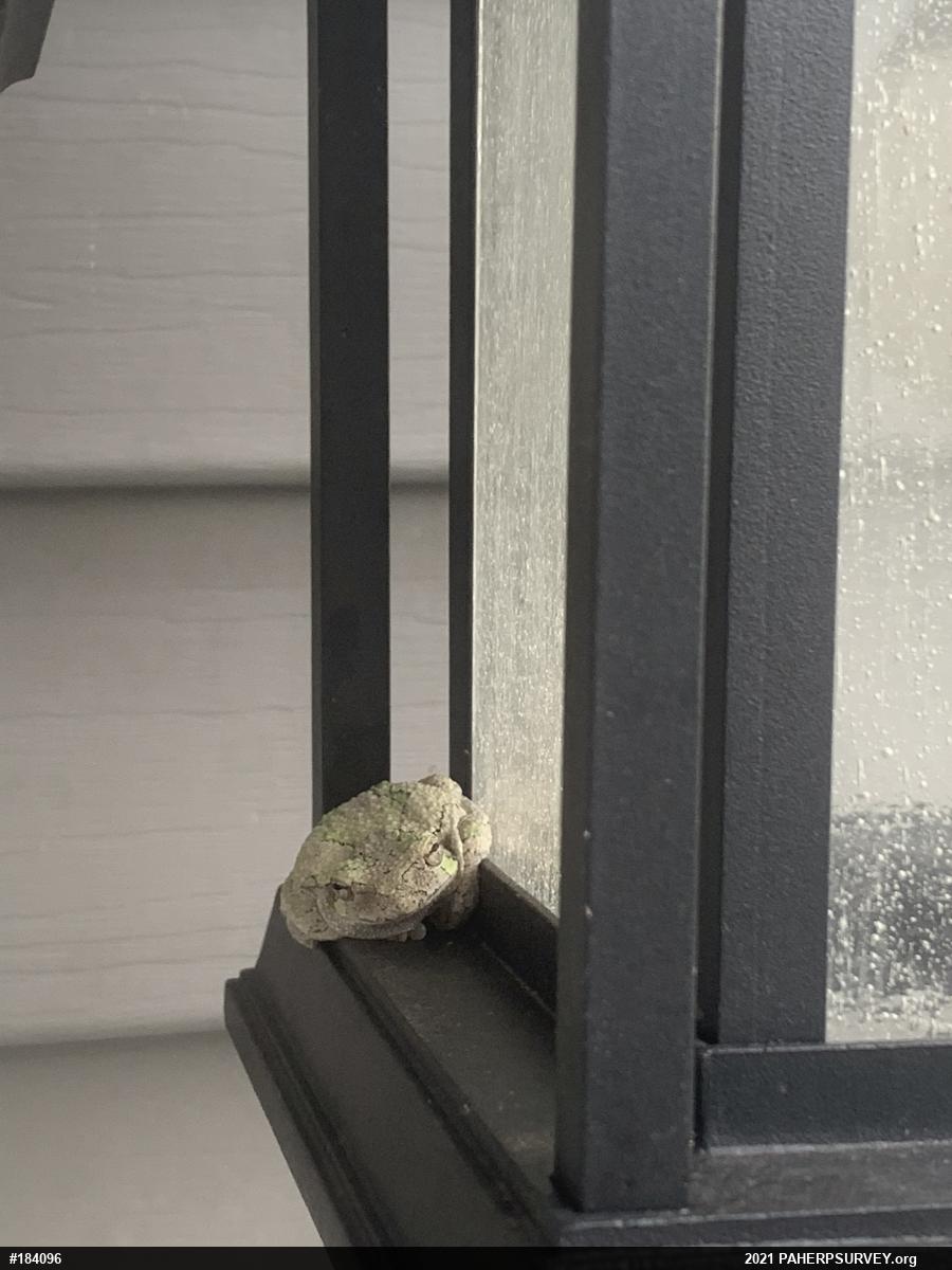 Unknown Gray Treefrog