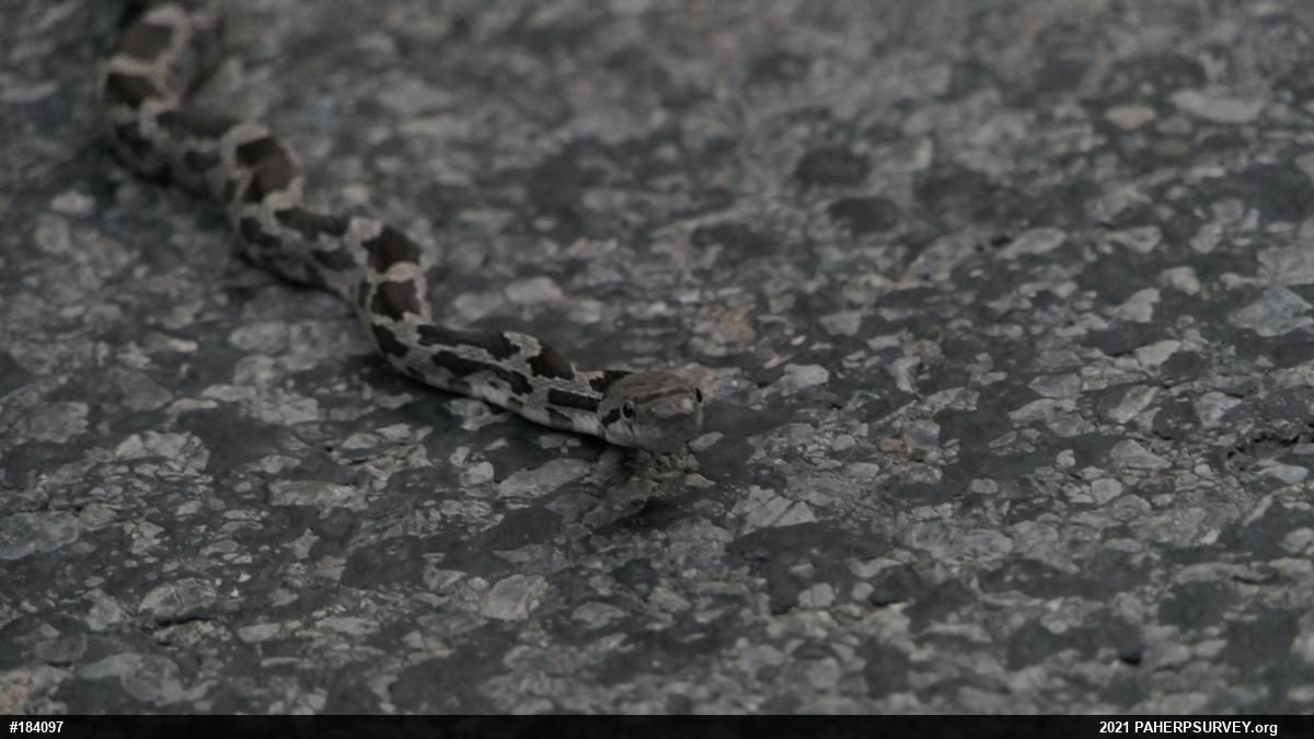 Eastern Ratsnake