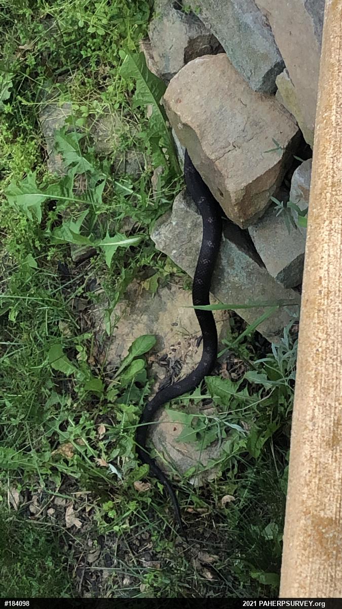 Eastern Ratsnake