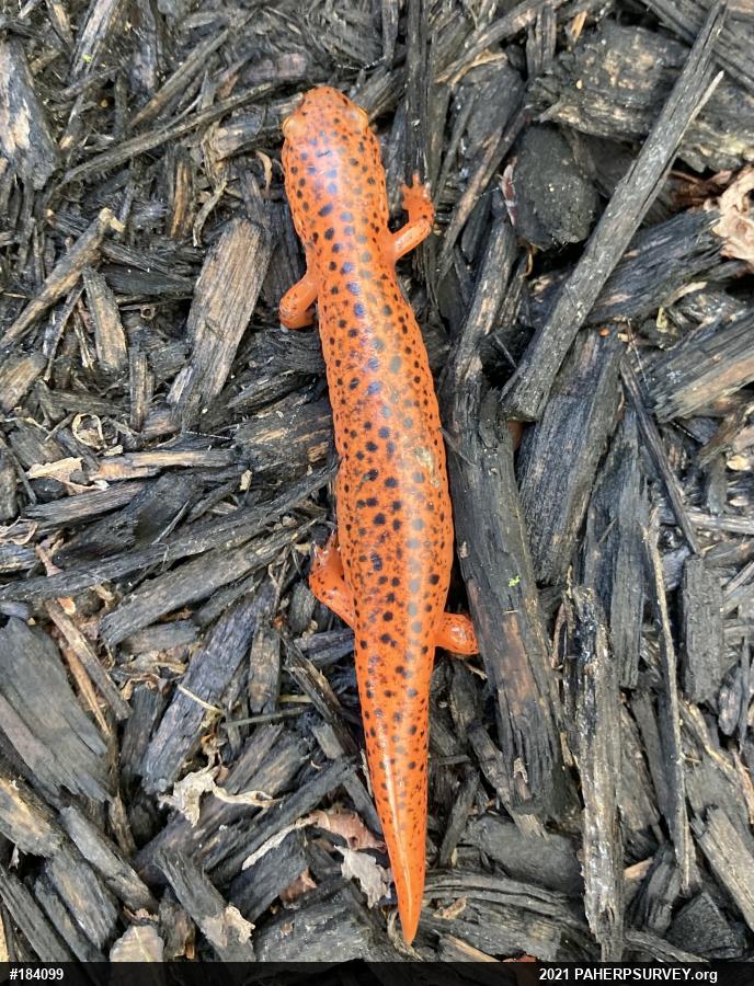 Northern Red Salamander