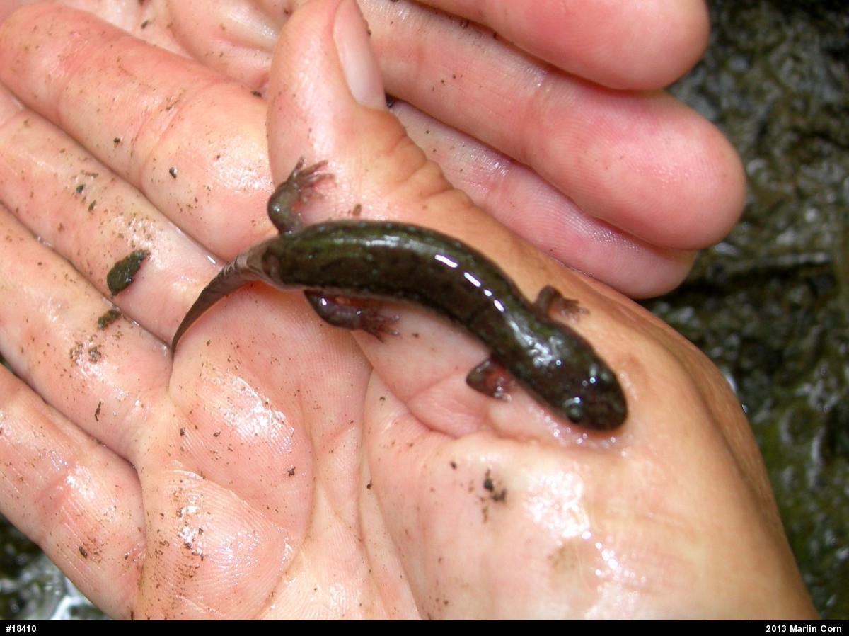 Northern Dusky Salamander