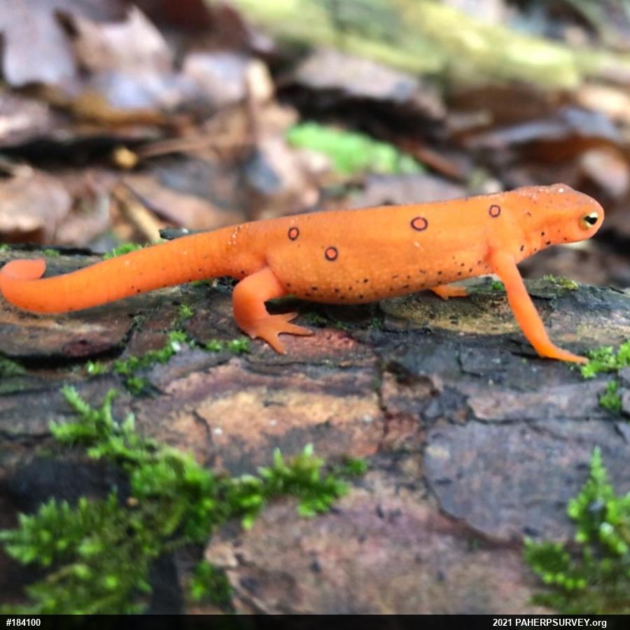 Red-spotted Newt