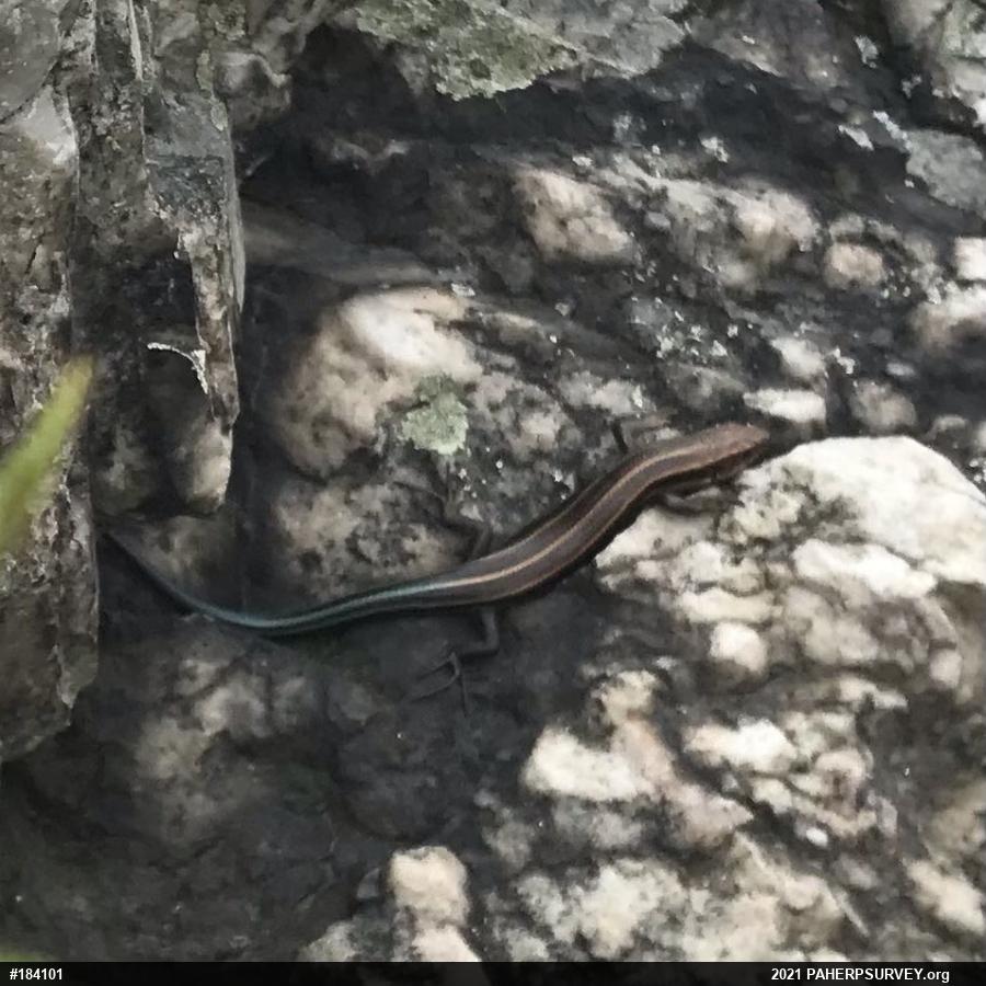 Common Five-lined Skink