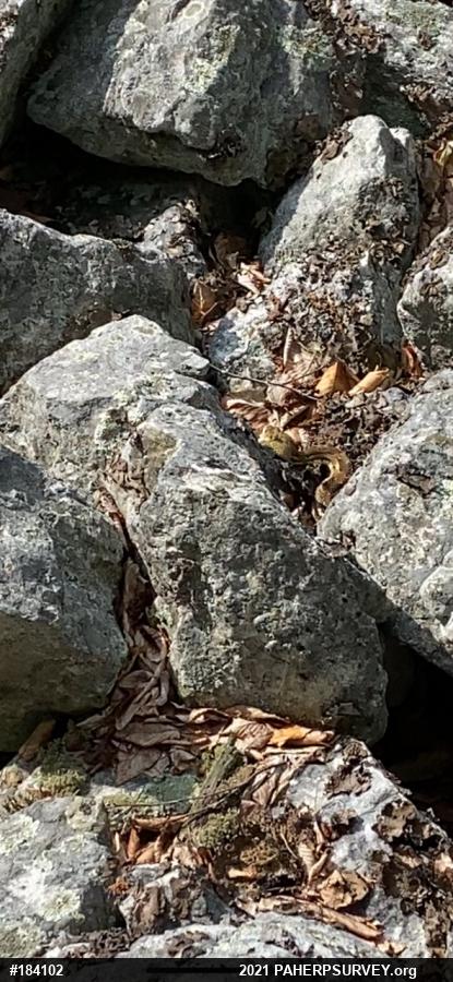 Timber Rattlesnake