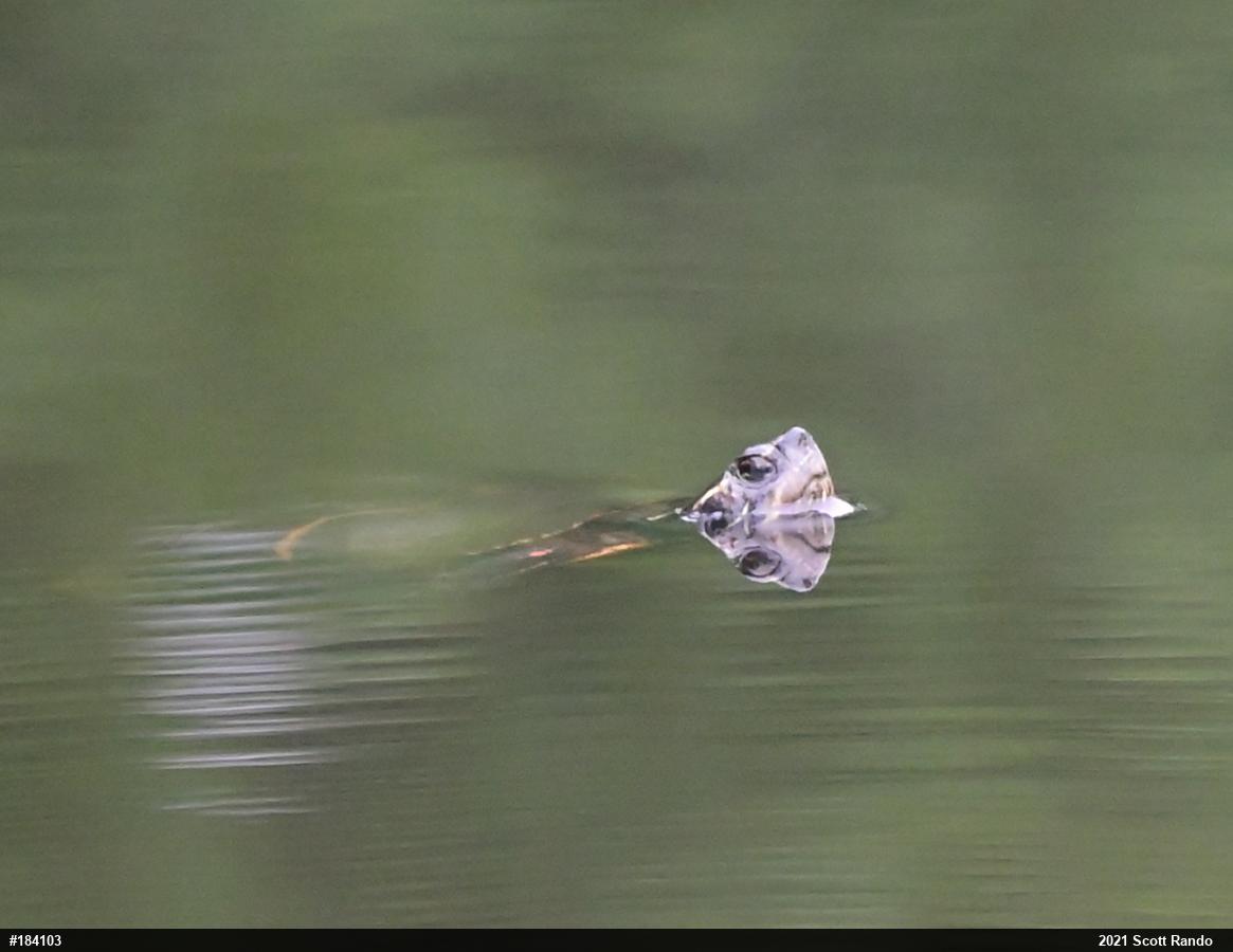Painted Turtle
