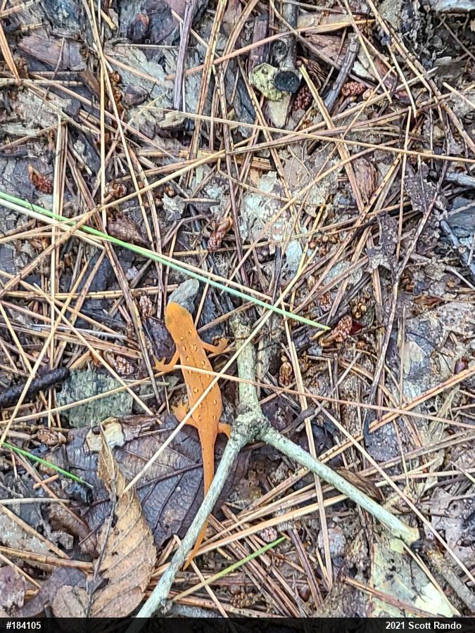 Red-spotted Newt