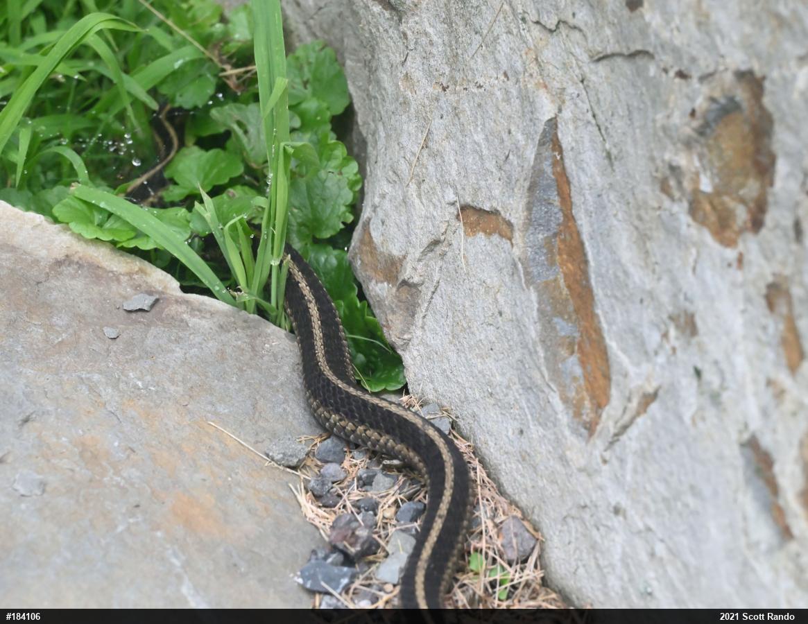 Eastern Gartersnake