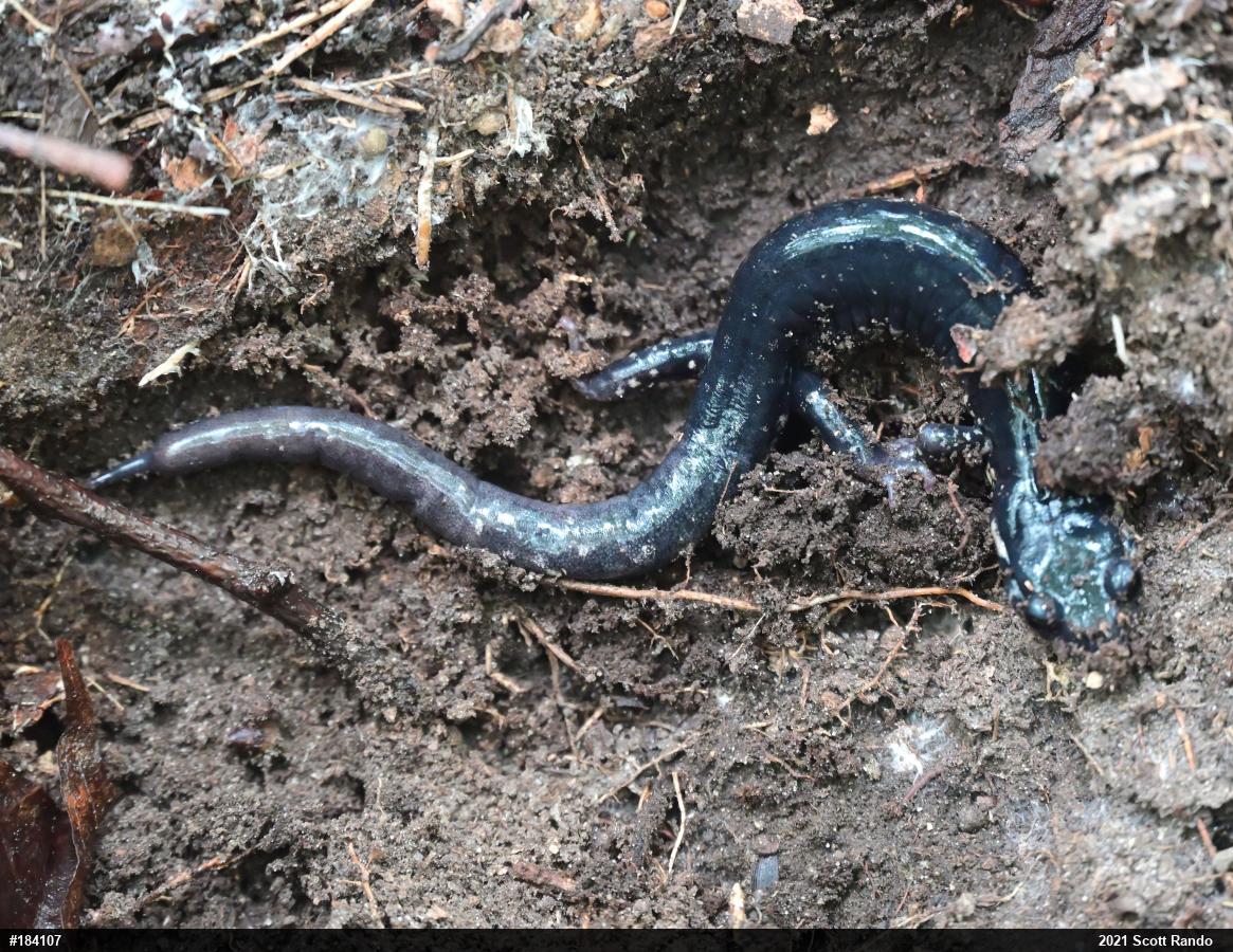 Northern Slimy Salamander