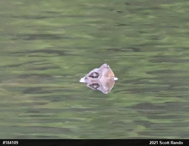 Snapping Turtle