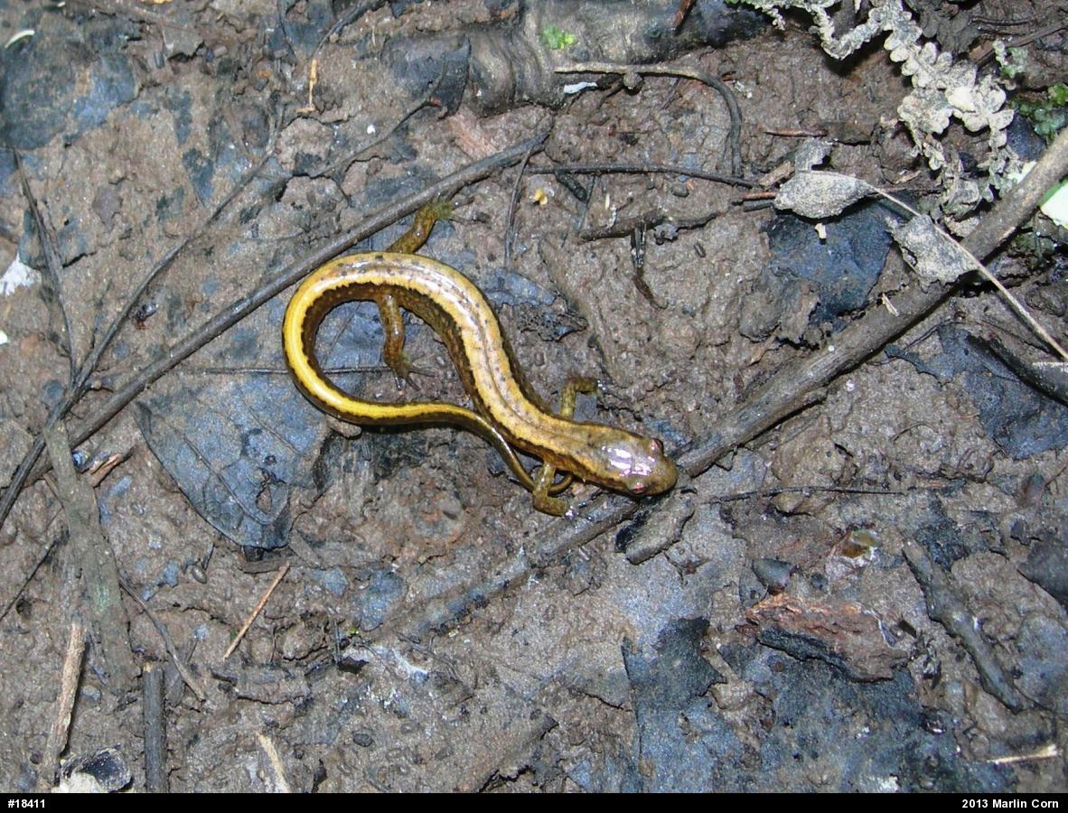 Northern Two-lined Salamander