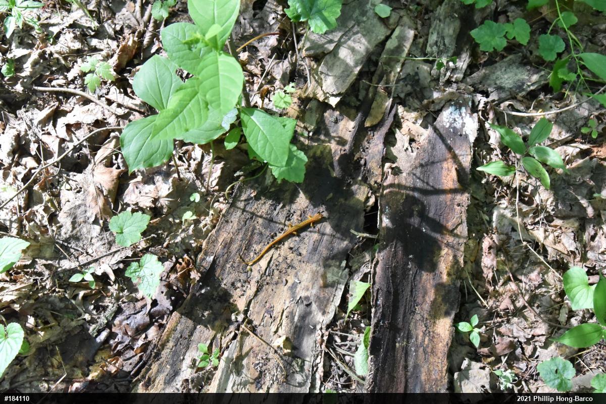 Eastern Long-tailed Salamander