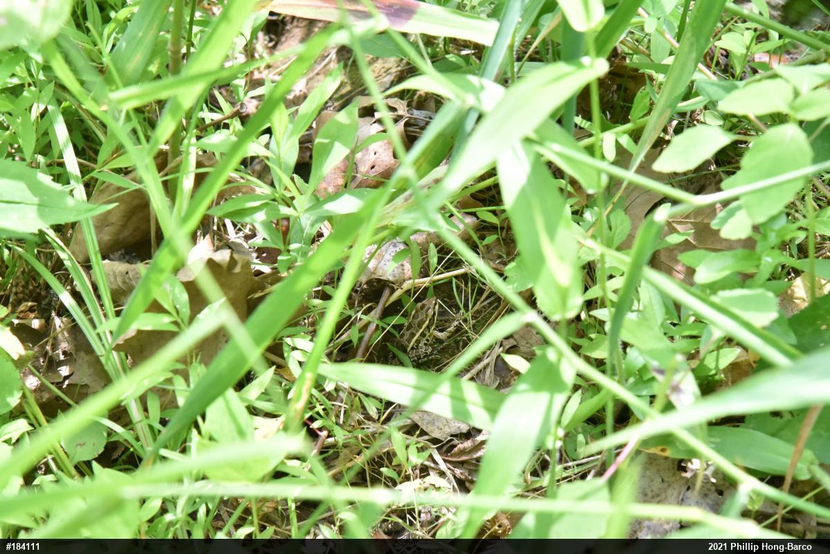 Pickerel Frog