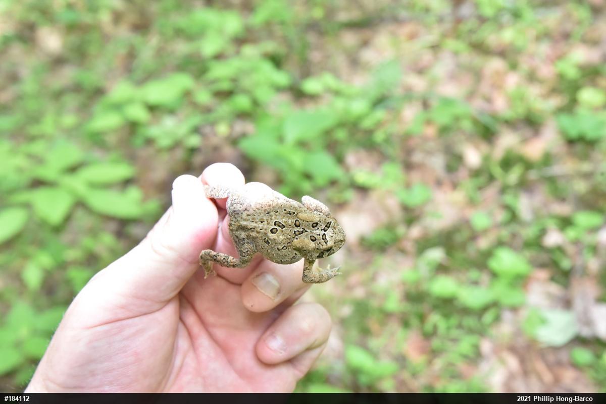 Eastern American Toad