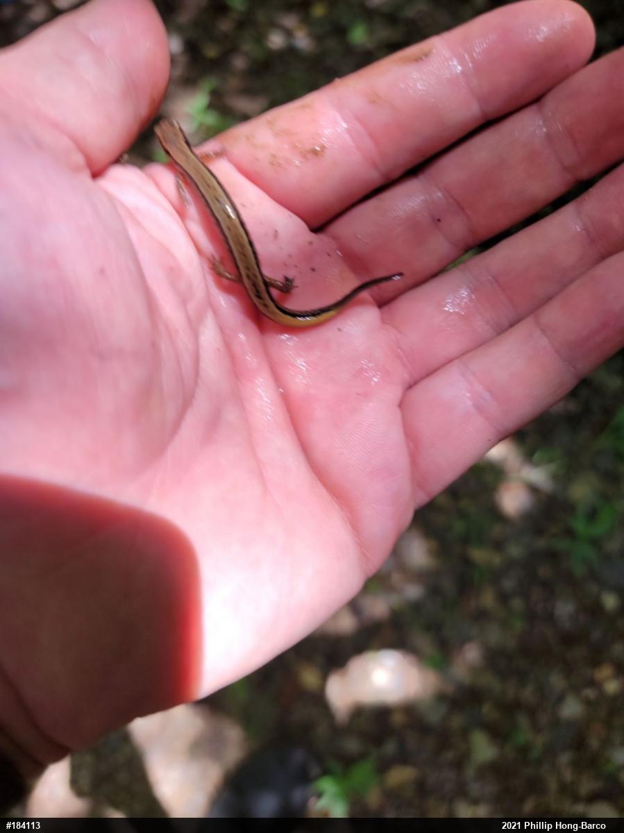 Northern Two-lined Salamander