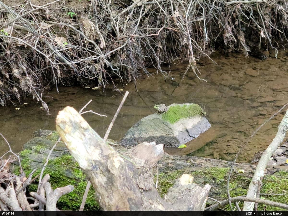 Green Frog