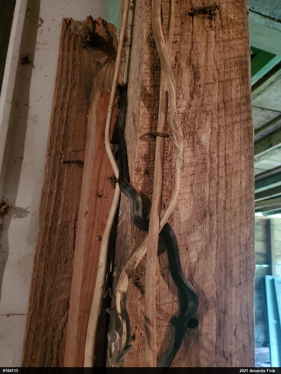 Eastern Ratsnake