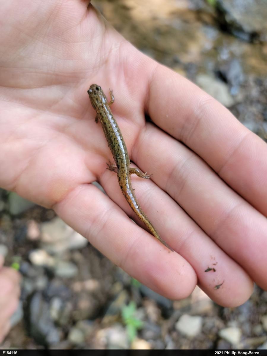Northern Dusky Salamander