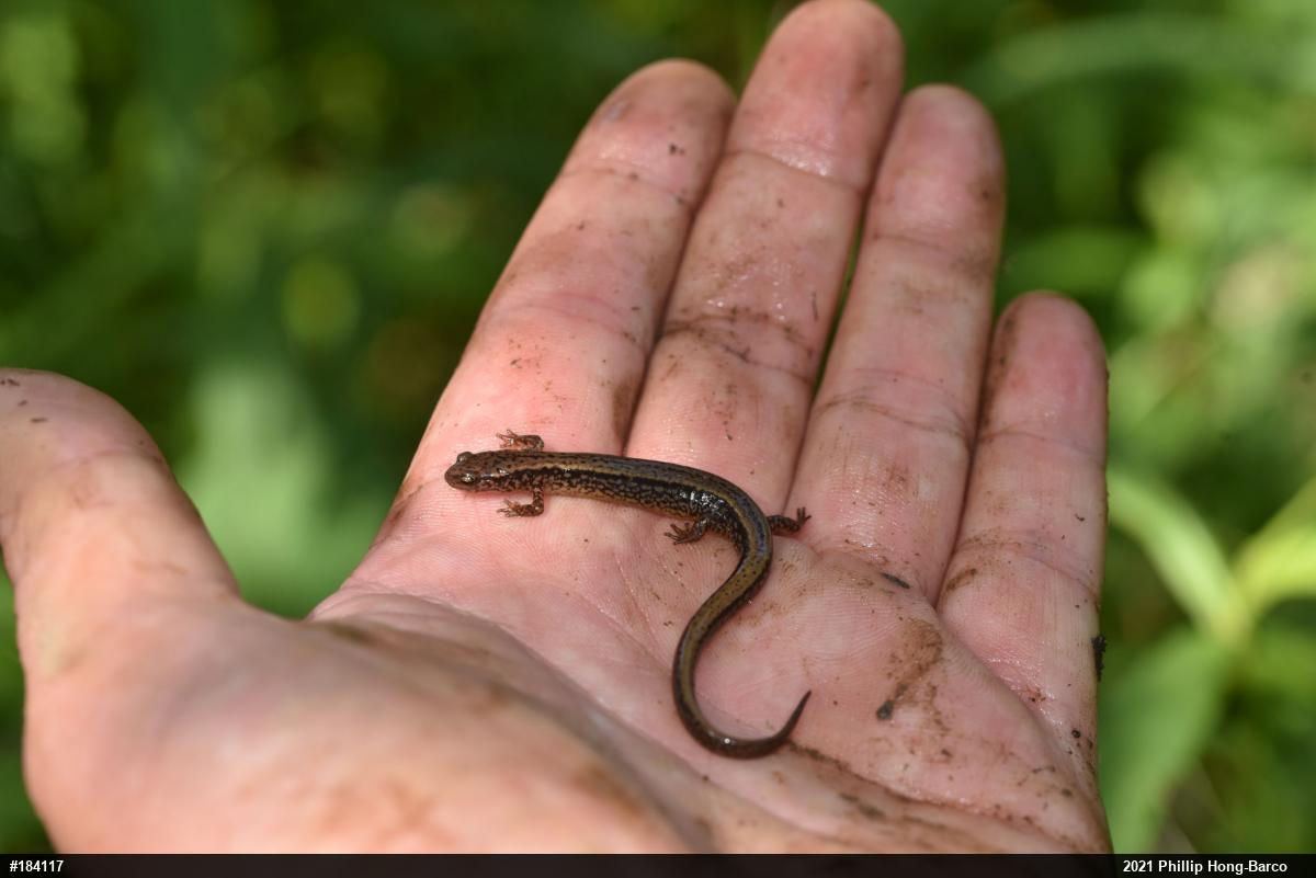 Northern Two-lined Salamander