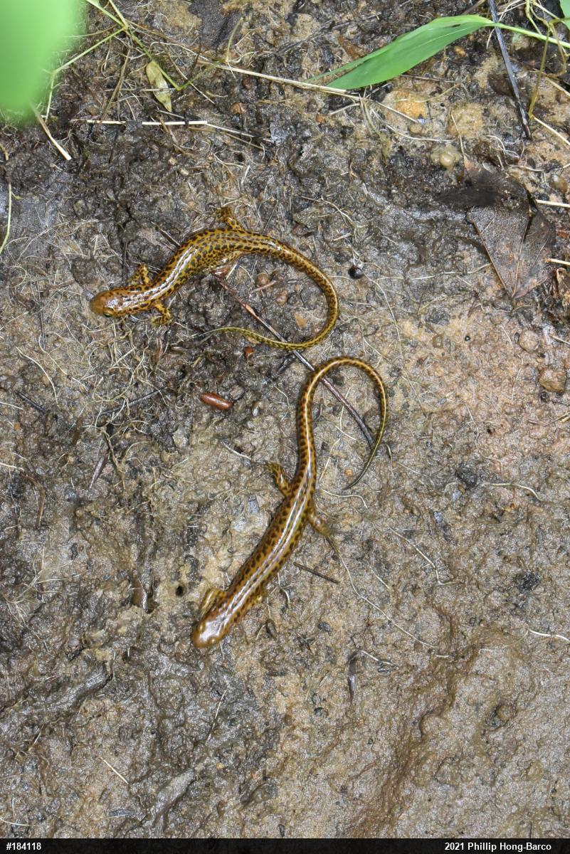 Eastern Long-tailed Salamander