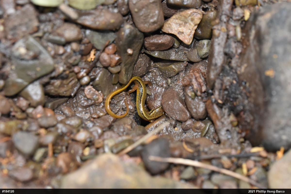 Northern Two-lined Salamander