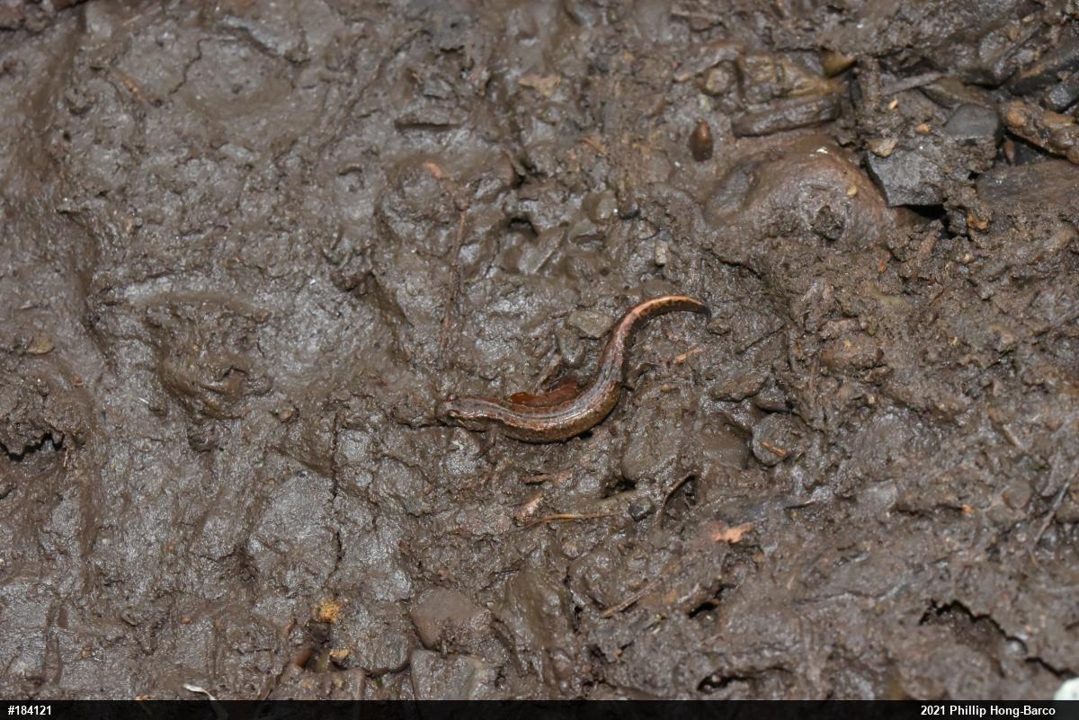 Northern Dusky Salamander