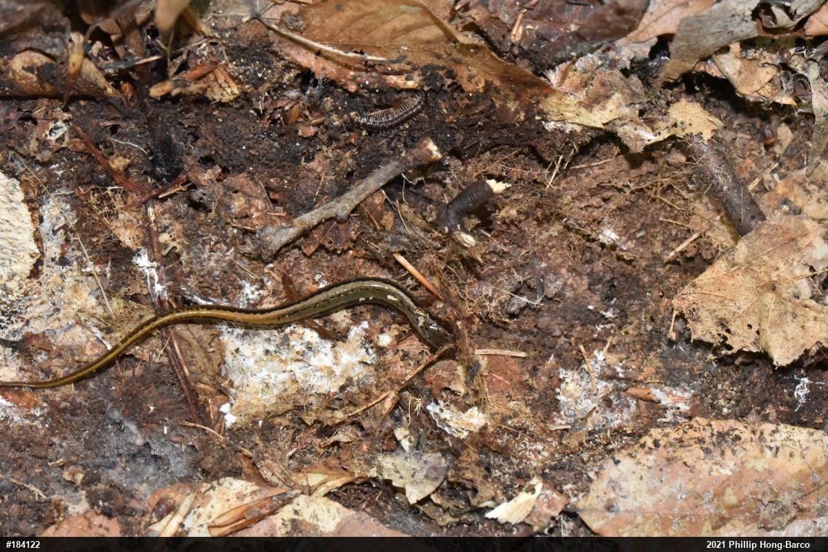 Northern Two-lined Salamander