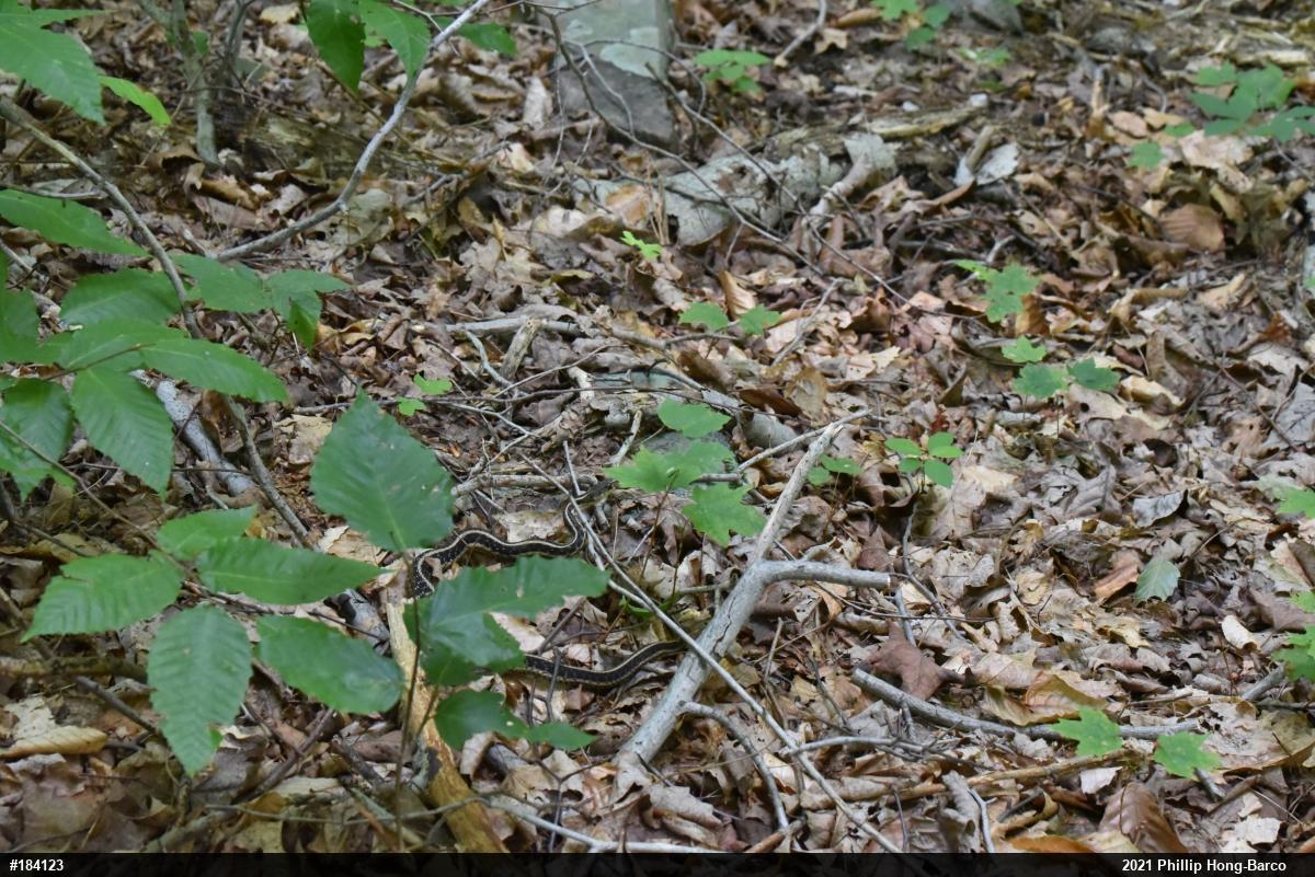 Eastern Gartersnake