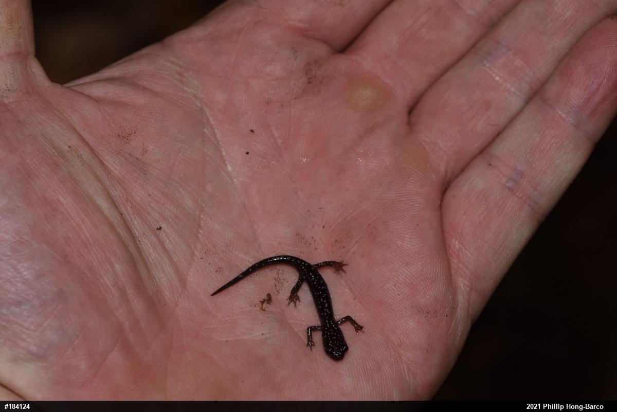 Northern Slimy Salamander