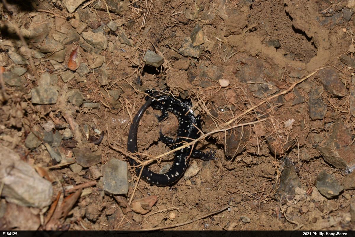 Northern Slimy Salamander