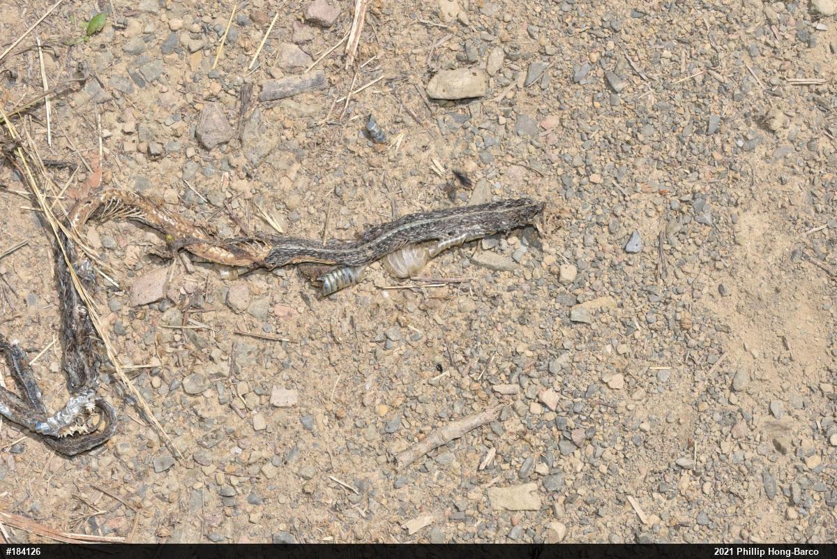 Eastern Gartersnake