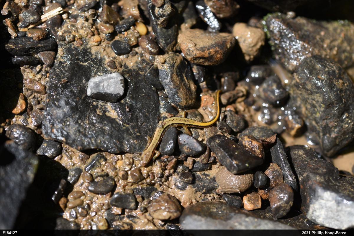 Northern Two-lined Salamander