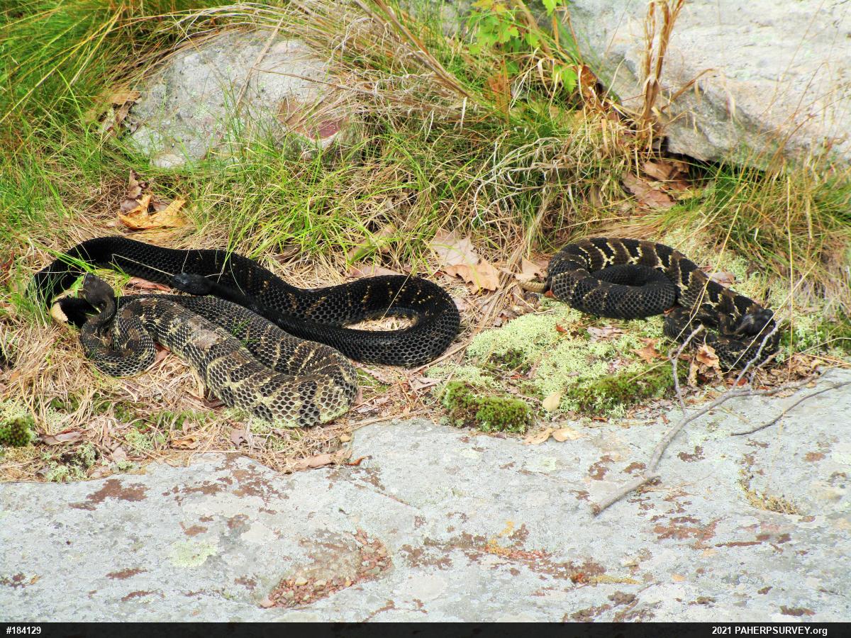 Timber Rattlesnake