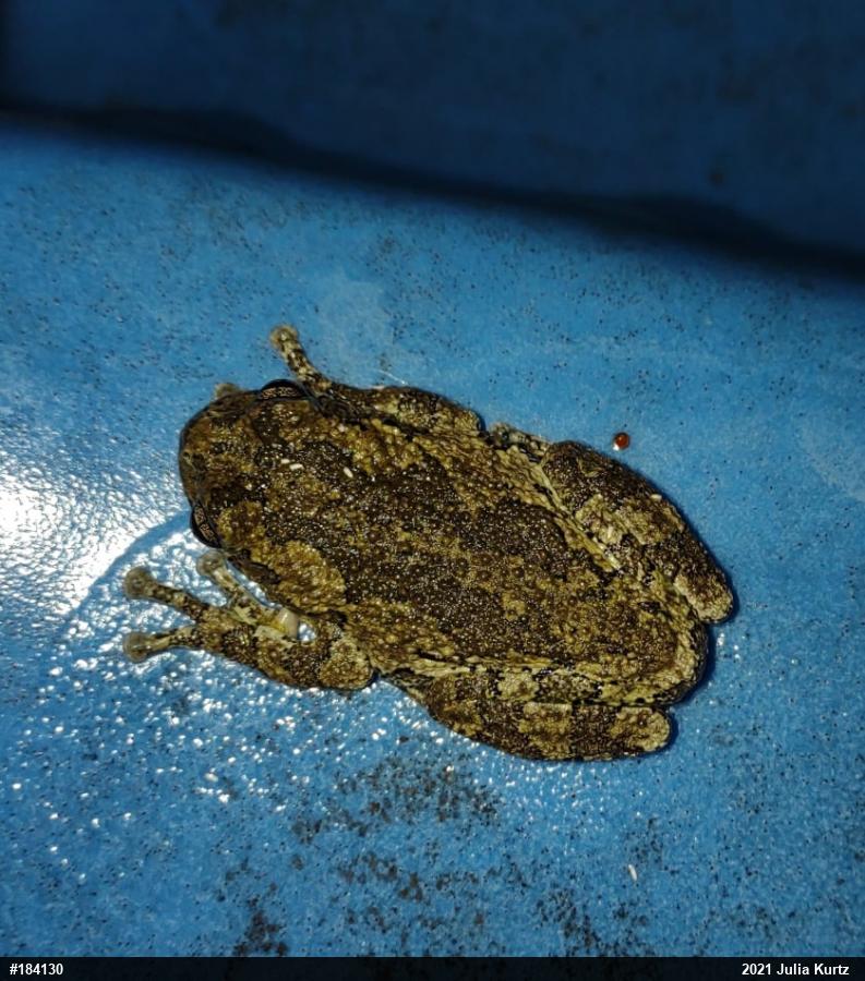 Unknown Gray Treefrog