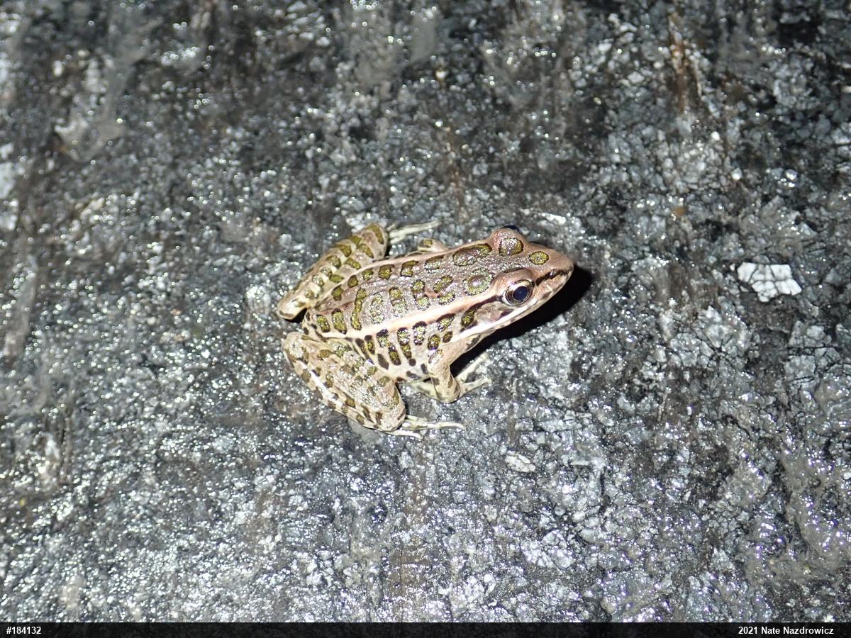 Pickerel Frog